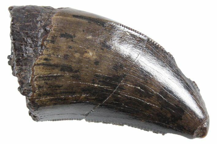 Serrated, Tyrannosaur (Nanotyrannus) Tooth - Montana #357087